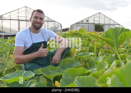 Il contadino raccoglie le zucchine su un campo vegetale della fattoria Foto Stock