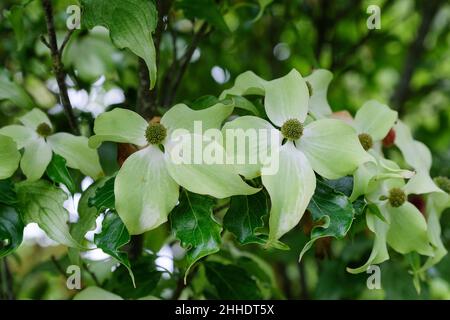 Cornus kousa 'Autumn Rose' ha colore verde pallido o crema di colore bianco fiore braces Foto Stock