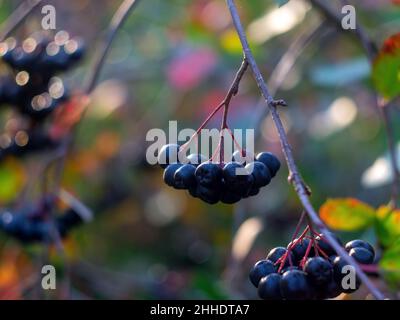 mazzi di chokeberry su un albero, in autunno Foto Stock