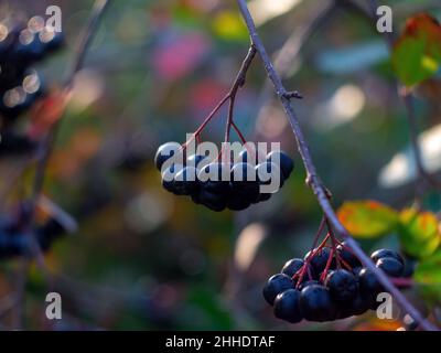 mazzi di chokeberry su un albero, in autunno Foto Stock