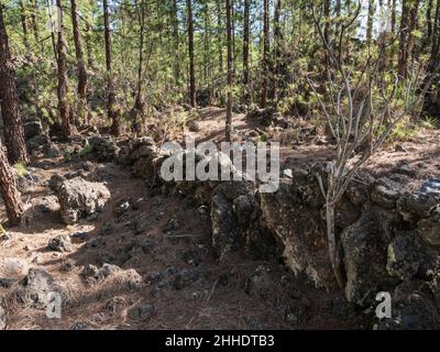 I pini delle Canarie a Tenerife, nel livello più basso del Forestal Corona a Las Estrellas, Guia de Isora. Vecchio muro di fattoria nella foresta. Foto Stock