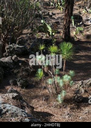 I pini delle Canarie a Tenerife, nel livello più basso del Forestal Corona a Las Estrellas, Guia de Isora. Giovani pianta. Foto Stock