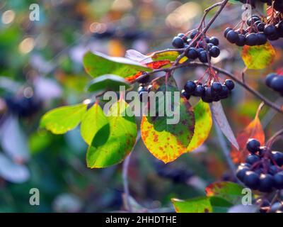 mazzi di chokeberry su un albero, in autunno Foto Stock