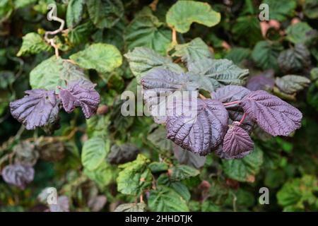 Corylus avellana 'Red Majestic' albero. Viola Twisted Hazel Tree. Foglie viola a venature profonde Foto Stock