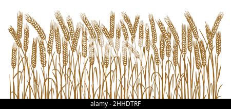 Disegno vettoriale delle spighe di grano in stile di incisione. Disegno a mano piante di cereali di schizzo, campo di fattoria. Vendemmia stagionale. Coltivazione di colture agricole Illustrazione Vettoriale