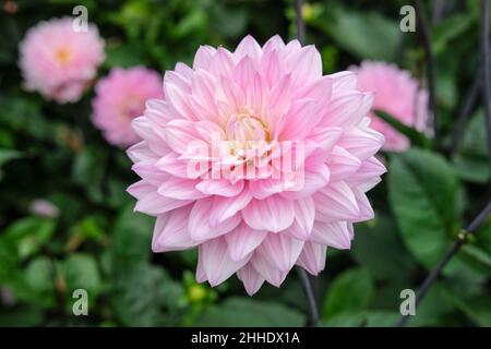 Dahlia 'armonia della melodia'. Fiori decorativi, lilla pallida con centro bianco cremoso Foto Stock