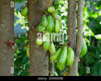 Frutto di bilimbi o di Averrhoa bilimbi appeso sull'albero. Foto Stock