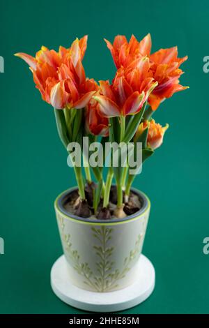 Crescere tulipani in una pentola. Boccioli di tulipano rosso-arancio. Fiore di primavera a casa. Bouquet di fiori. Nuova varietà. Mazzo. Foto Stock