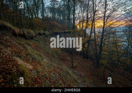 Faggeta sulla scogliera del Baltico nel suo colore autunnale Foto Stock