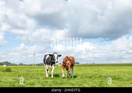 Due giovani mucche di vitello, camminando giocoso, bianco e nero, carino fianco a fianco in un campo Foto Stock