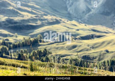 Erba verde fresca in un alto pascolo di montagna in Alpe di Siusi, Italia. (Messa a fuoco selettiva, sfocatura) Foto Stock