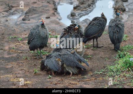 Helmperlhuhn mit Küken, guineafowl helmeted con pulcini, Numida meleagris Foto Stock