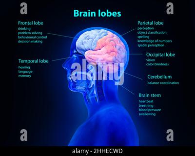 Concetto di anatomia cerebrale. Lobi cerebrali, visione, cervello umano digitale. Rete neurale. Test IQ, tecnologia di emulazione virtuale di intelligenza artificiale Foto Stock