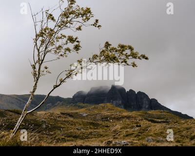 Il crinale e la parete rocciosa di Storr incorniciati da un albero soleggiato sull'isola della penisola di Trotternish di Skye Scozia Regno Unito Foto Stock