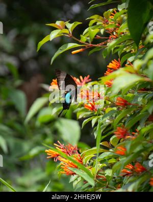 Un Malabar dai colori vivaci ha bendato il pavone (buddha di Papilio) che si alimenta sui fiori del bush del fuoco nel giardino a Mangalore, India. Una palata color smeraldo Foto Stock