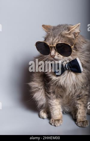 Divertente gatto fantasia vestito con cravatta di prua e grandi occhiali da sole, primo piano su sfondo grigio. Foto Stock