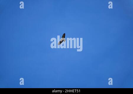 Buteo o Buzzard, rapitori piuttosto grandi con corpo robusto e ampie ali, che si innalzano in alto nel cielo blu in cerca di preda Foto Stock