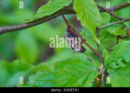 Il gattino (o maybug) è un genere di scarabaeidae appartenente alla famiglia delle scarabaeidae Foto Stock