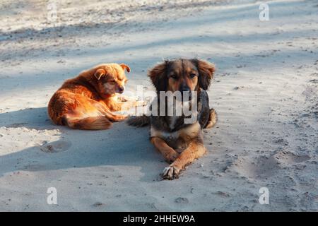 Due cani sdraiati sulla sabbia . Animali senza tetto Foto Stock