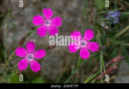 Rosa fanciulla, Dianthus deltoides in fiore. Foto Stock