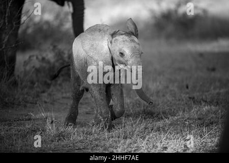 Un vitello elefante, Loxodonta africana, cammina attraverso una radura Foto Stock