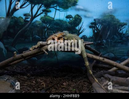 Iguane a Napoli Zoo - Iguane allo zoo di napoli Foto Stock