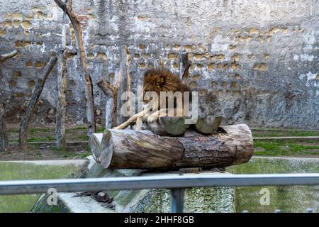 Leoni allo zoo di Napoli - Leoni allo zoo di Napoli Foto Stock