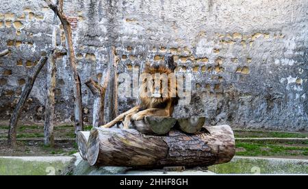 Leoni allo zoo di Napoli - Leoni allo zoo di Napoli Foto Stock