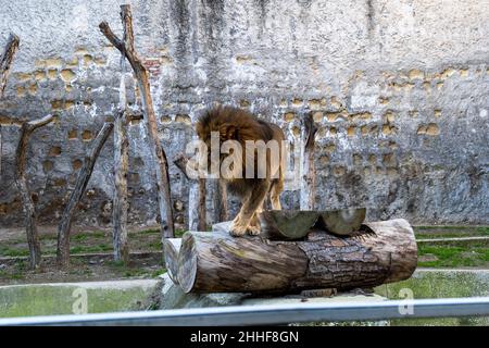 Leoni allo zoo di Napoli - Leoni allo zoo di Napoli Foto Stock