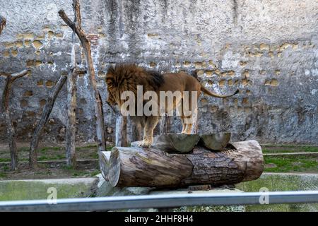 Leoni allo zoo di Napoli - Leoni allo zoo di Napoli Foto Stock