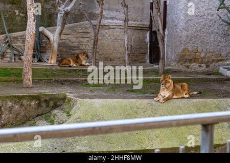 Leoni allo zoo di Napoli - Leoni allo zoo di Napoli Foto Stock