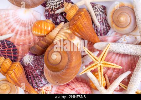 Seashell background, lots of amazing sea shells mixed Foto Stock