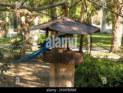 Ara ararauna - macaw blu e giallo Foto Stock