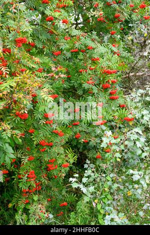 Un albero di Rowan, (Sorbus aucuparia), noto anche come cenere di montagna, coperto in esso è bacche rosse mature Foto Stock