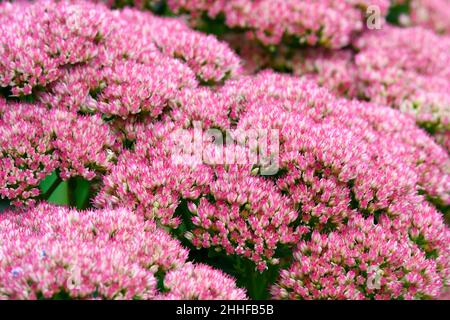 Pianta di ghiaccio Hylocelephium spectabile) in fiore mostrando masse di piccoli fiori rosa Foto Stock