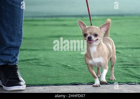 Colombo, Sri Lanka. 23rd Jan 2022. Un cane è visto in una mostra di cani a Colombo, Sri Lanka, il 23 gennaio 2022. Una mostra di cani si è tenuta domenica a Colombo dove sono stati presentati cani di razze diverse. Credit: Gayan Sameera/Xinhua/Alamy Live News Foto Stock