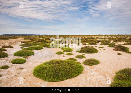 Tondini di erba in Saint Lucie Riserva Naturale Regionale Salines, Port-la-Nouvelle, Francia Foto Stock