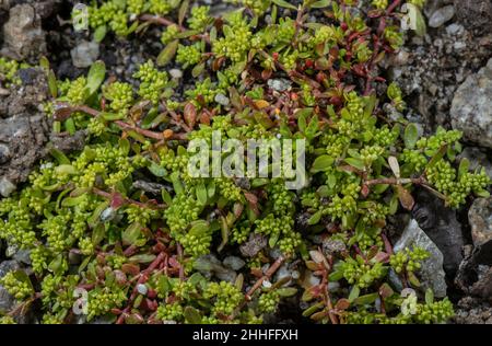 Brut liscio, Herniaria glabra in fiore nelle Alpi. Foto Stock