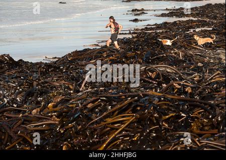 Kelp lavato da una tempesta in una coperta spessa che copre Long Beach a Kommetjie, una piccola città sulla penisola del Capo del Sud Africa, vicino a Città del Capo Foto Stock