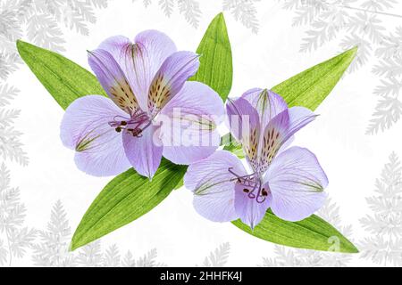 Due fiori di Alstroemeria su sfondo chiaro con foglie Foto Stock