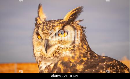 Il gufo dell'aquila eurasiatica in luce del mattino dorata bassa che si prepara a prendere la preda Foto Stock