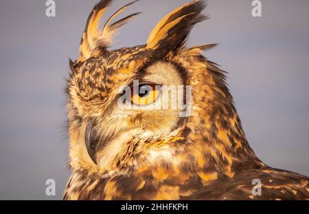 Il gufo dell'aquila eurasiatica in luce del mattino dorata bassa che si prepara a prendere la preda Foto Stock