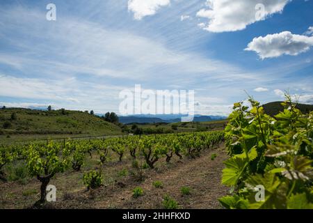 Corbières vigneti e Rolling Hills Paesaggio in Aude Francia Foto Stock