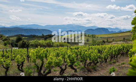 Corbières vigneti e Rolling Hills Paesaggio in Aude Francia Foto Stock