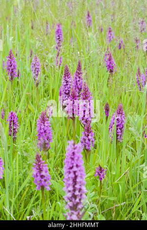 Dactylorhiza praetermissa, orchidea del Marsh meridionale  Norfolk UK Foto Stock