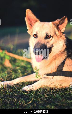 Ritratto di un pastore tedesco cane Foto Stock