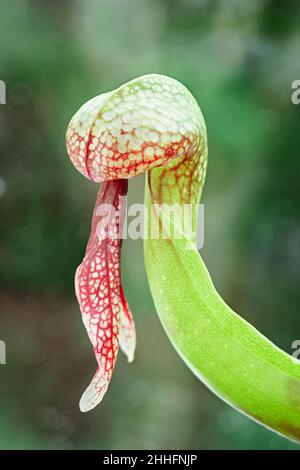 California impianto di caraffa o Cobra Lily - Darlingtonia californica, Norfolk, UK Foto Stock