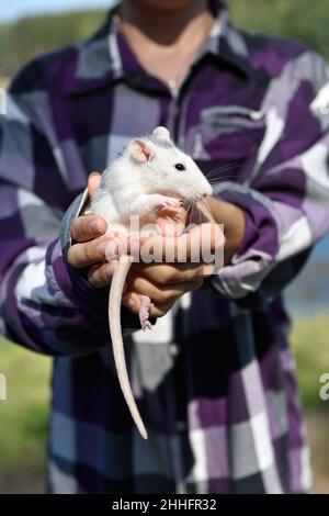 Il topo d'animale domestico dumbo si siede sulle mani della padrona di casa in una passeggiata nel parco in una giornata estiva soleggiata. Ritratto di un ratto bianco sulle mani di un uomo. Il Foto Stock