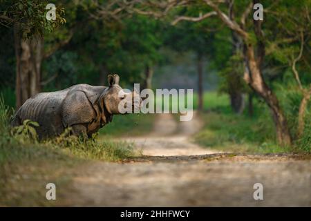 Rinoceronte indiano adulto che attraversa un sentiero safari al Parco Nazionale Kaziranga, Assam Foto Stock