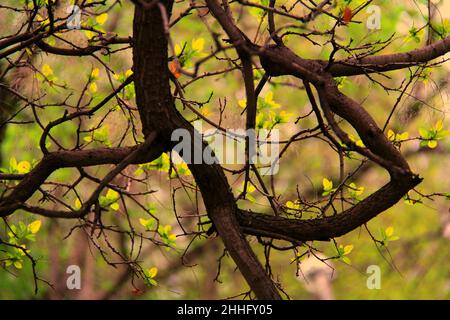 Bel ramo marrone curvo con giovani foglie piccole, sfondo sfocato, primavera Foto Stock